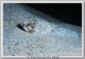A fish inside sand of the bottom sea. by Ferdinando Meli 